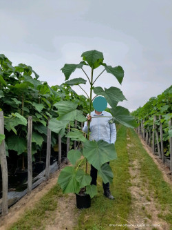 PAULOWNIA fortunei FAST BLUE En pot de 15-20 litres baliveau hauteur 150-200 cm