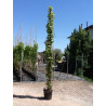 PARTHENOCISSUS tricuspidata VEITCHII (Vigne vierge) En pot de 10-12 litres hauteur 175-200 cm