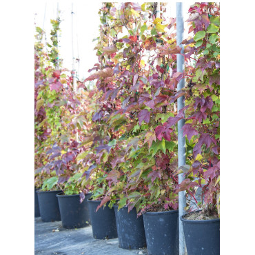 PARTHENOCISSUS quinquefolia ENGELMANNII (Vigne vierge) En pot de 10-12 litres hauteur 175-200 cm