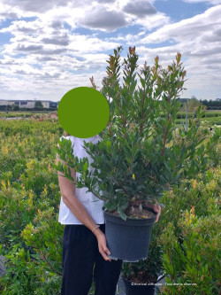 ARBUTUS unedo En pot de 10-12 litres buisson hauteur 060-080 cm