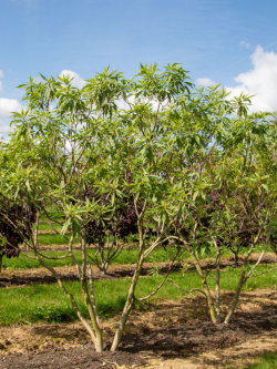 CHITALPA Tashkentensis PINK DAWN