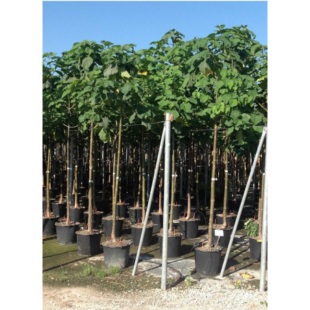 PAULOWNIA tomentosa (Paulownia impérial)