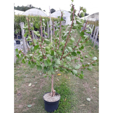 ABRICOTIER POLONAIS (Prunus armeniaca) 