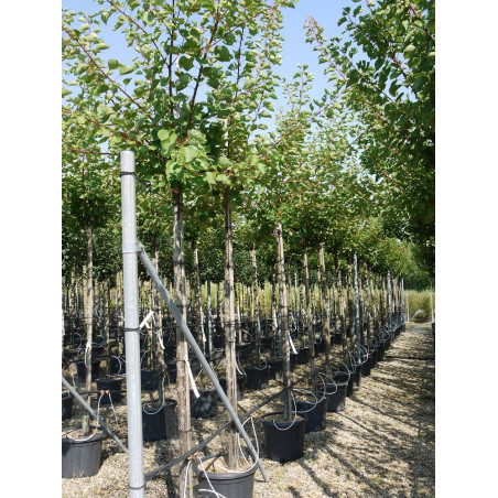 ABRICOTIER BERGERON (Prunus armeniaca)