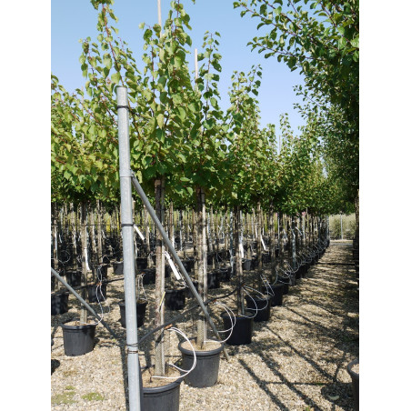 ABRICOTIER BERGERON (Prunus armeniaca)