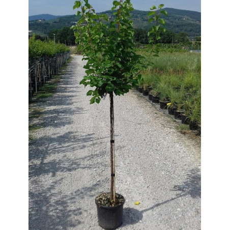 ABRICOTIER BERGERON (Prunus armeniaca)