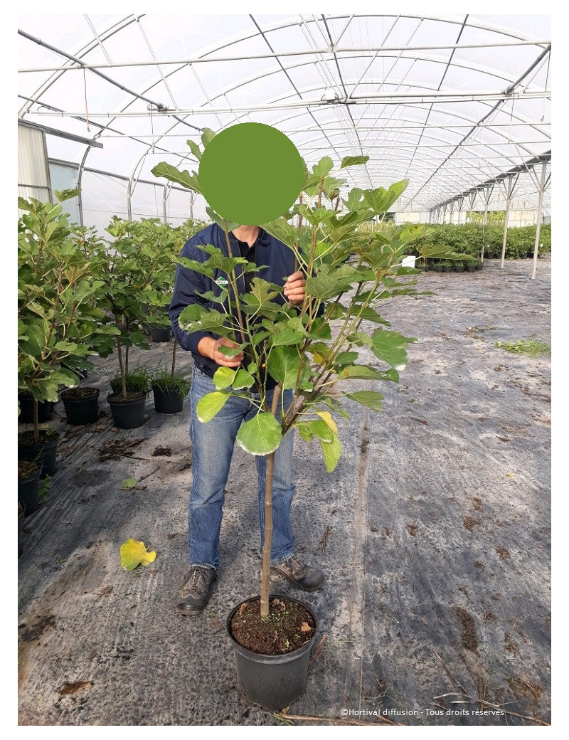 FIGUIER ROUGE DE BORDEAUX - PASTILIÈRE (Ficus carica)