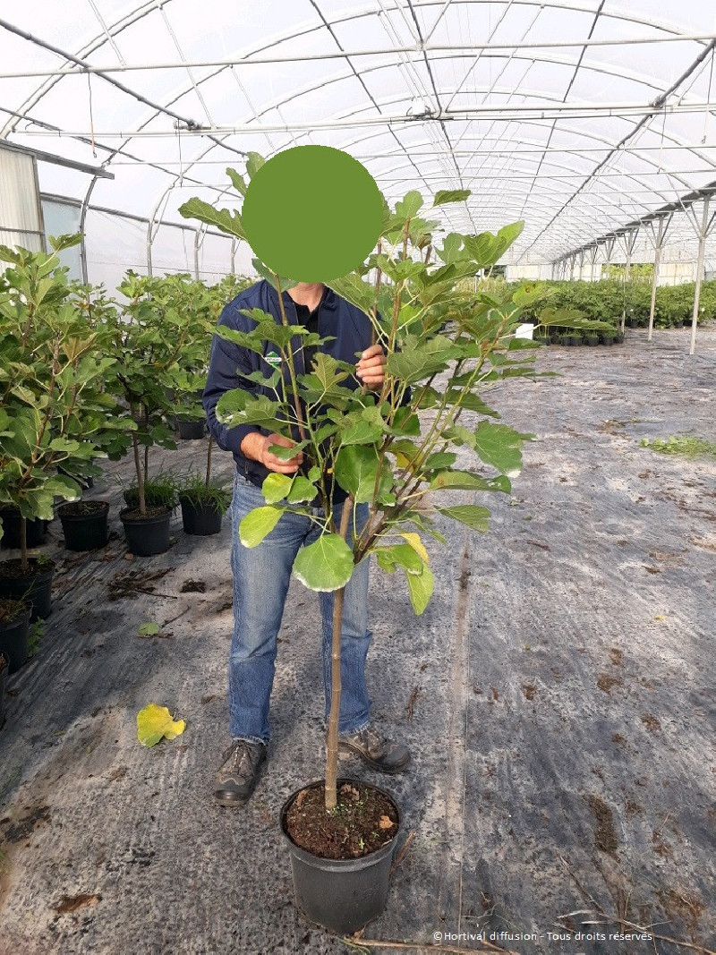 FIGUIER MADELEINE DES DEUX SAISONS Ficus Carica FIGUIER MADELEINE DES DEUX SAISONS Ficus Carica