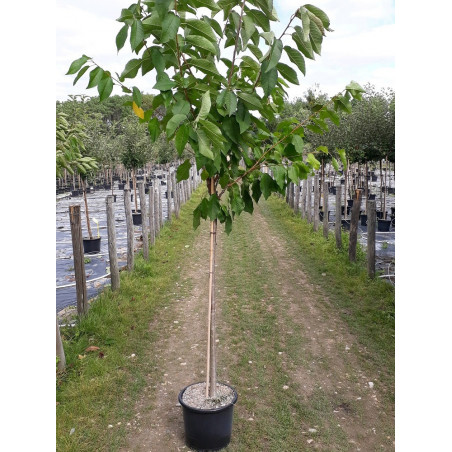 CERISIER griotte MONTMORENCY (Prunus cerasus)