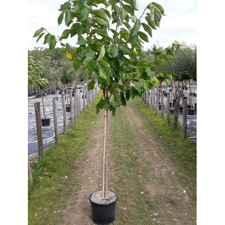 CERISIER griotte MONTMORENCY (Prunus cerasus)
