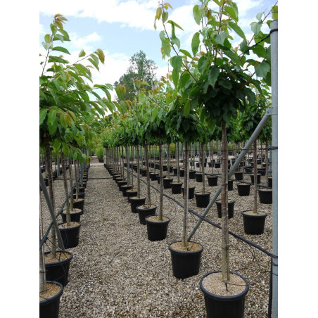 CERISIER griotte MONTMORENCY (Prunus cerasus)