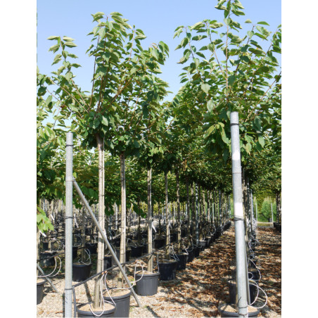 CERISIER griotte MONTMORENCY (Prunus cerasus)