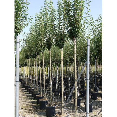 POIRIER BEURRE HARDY (PYRUS communis)