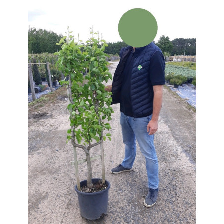 POIRIER BEURRE HARDY (PYRUS communis)