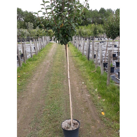 POIRIER BEURRE HARDY (PYRUS communis)