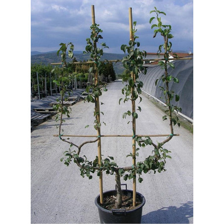 POIRIER BEURRE HARDY (PYRUS communis)