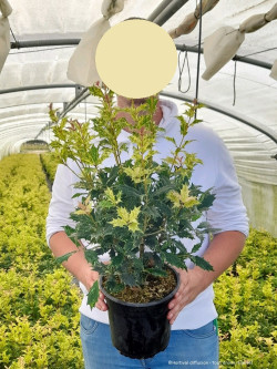 OSMANTHUS heterophyllus TRICOLOR ou GOSHIKI En pot de 4-5 litres