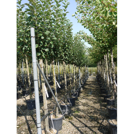 POMMIER GOLDEN DELICIOUS (Malus domestica)