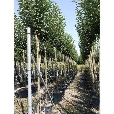 POMMIER REINE DES REINETTES (Malus domestica)