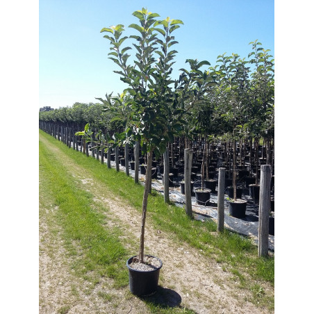 POMMIER REINE DES REINETTES (Malus domestica)