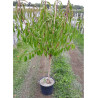 PÊCHER MICHELINI (Prunus persica)
