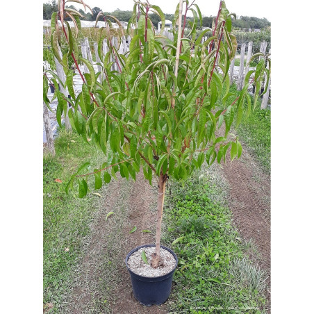 PÊCHER GROSSE MIGNONNE (Prunus persica)