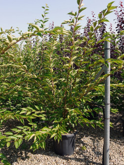 PRUNUS ACCOLADE En pot de 25-30 litres
