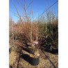 PRUNUS ACCOLADE (Cerisier à fleurs du Japon Accolade) En pot de 35-50 litres forme buisson