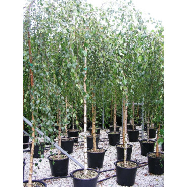 BETULA verrucosa YOUNGII (Bouleau pleureur) En pot forme tige hauteur du tronc 180-200 cm