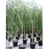 BETULA verrucosa YOUNGII (Bouleau pleureur) En pot forme tige hauteur du tronc 180-200 cm