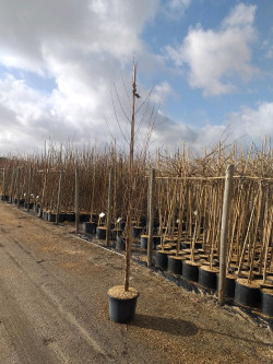 BETULA verrucosa ou pendula En pot de 15-20 litres baliveau hauteur 150-200 cm