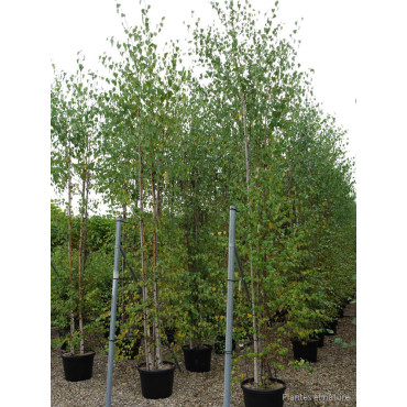 BETULA verrucosa ou pendula (Bouleau blanc, bouleau commun, bouleau verruqueux) En pot de 35-50 litres forme cépée