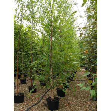 BETULA nigra HERITAGE