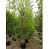 BETULA nigra HERITAGE (Bouleau noir Héritage) En pot de 35-50 litres forme tige ramifiée