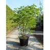 BROUSSONETIA papyrifera En pot de 70-90 litres buisson hauteur 175-200 cm