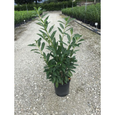 PRUNUS laurocerasus CAUCASICA (Laurier-cerise, Laurier-amande, Laurier palme) En pot de 7-10 litres forme buisson