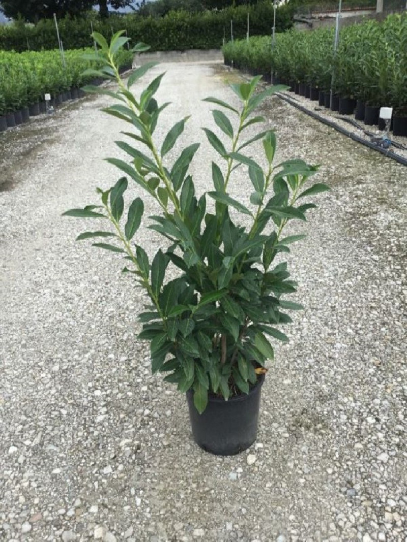 PRUNUS Laurocerasus CAUCASICA Laurier cerise Laurier amande Laurier prunus-laurocerasus-caucasica-laurier-cerise-laurier-amande-laurier