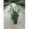 PRUNUS laurocerasus CAUCASICA (Laurier-cerise, Laurier-amande, Laurier palme) En pot de 7-10 litres forme buisson