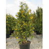 CALOCEDRUS decurrens AUREOVARIEGATA (Libocèdre panaché) En pot de 70-90 litres