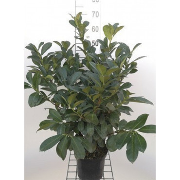 PRUNUS laurocerasus ETNA® (Laurier-cerise, Laurier-amande, Laurier palme) En pot de 4-5 litres hauteur 60-80 cml