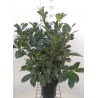 PRUNUS laurocerasus ETNA® (Laurier-cerise, Laurier-amande, Laurier palme) En pot de 4-5 litres hauteur 60-80 cml