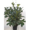 PRUNUS laurocerasus ETNA® (Laurier-cerise, Laurier-amande, Laurier palme) En pot de 4-5 litres hauteur 60-80 cml