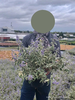 CARYOPTERIS clandonensis WHITE SURPRISE En pot de 4-5 litres forme buisson