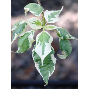 CORNUS alternifolia ARGENTEA (Cornouiller à feuilles alternes)