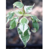 CORNUS alternifolia ARGENTEA (Cornouiller à feuilles alternes)