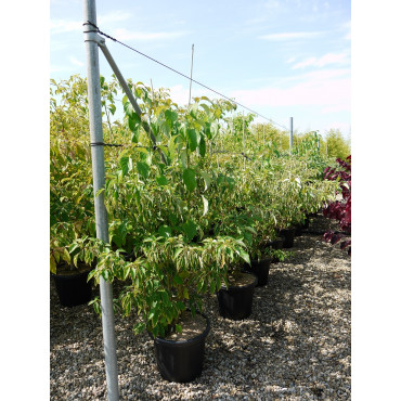 CORNUS alternifolia (Cornouiller à feuilles alternes) En pot de 25-30 litres forme buisson