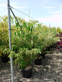 CORNUS alternifolia En pot de 25-30 litres buisson hauteur 150-175 cm