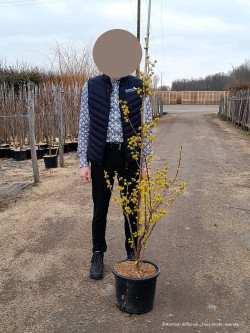 CORNUS officinalis En pot de 15-20 litres baliveau hauteur 150-200 cm