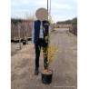 CORNUS officinalis (Cornouiller officinal) En pot de 15-20 litres forme forme baliveau