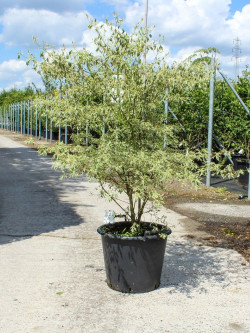 CORNUS alternifolia ARGENTEA En pot de 50-70 litres buisson hauteur 150-175 cm